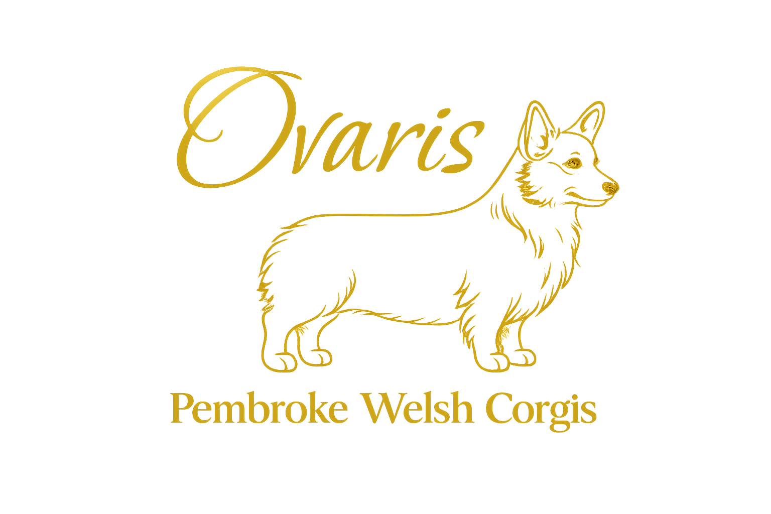 Ovaris Pembroke Welsh Corgis